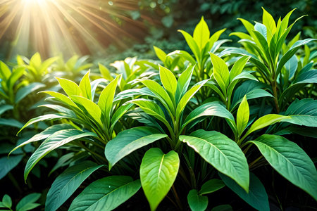 Green leaves with sunlight in the morning. Natural background and wallpaper.の素材