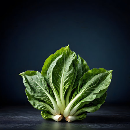 Fresh green bok choy (chinese cabbage) on dark backgroundの素材