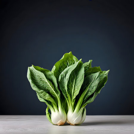 Fresh green bok choy (chinese cabbage) isolated on black backgroundの素材