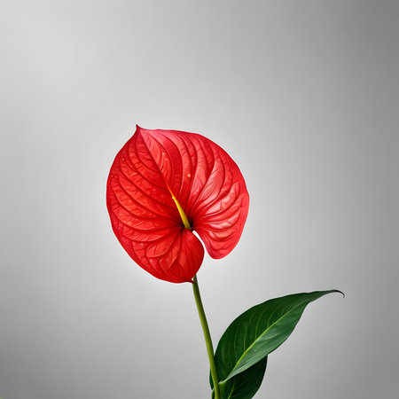 Red anthurium flower isolated on gray background. 3d illustrationの素材