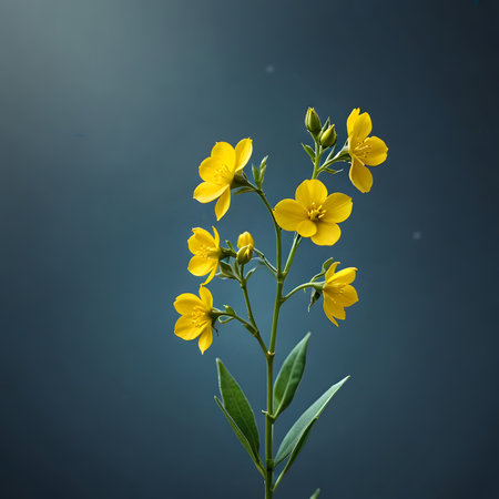 Yellow flowers on a dark blue background with space for your text.の素材