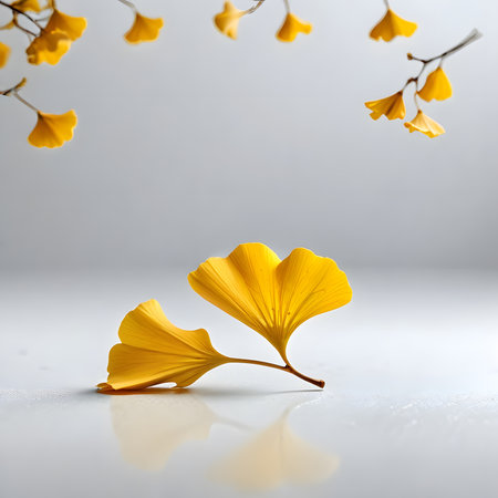 Ginkgo biloba leaves isolated on white background with reflection.の素材