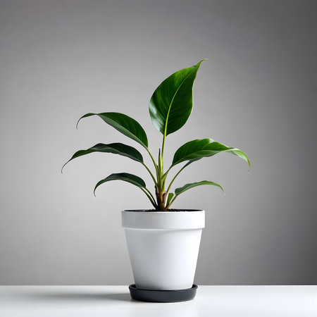 Ficus in a white pot on a gray background. 3d renderingの素材