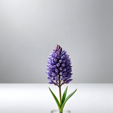 Purple hyacinth in vase on white background. 3d renderの素材