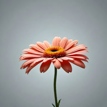 Pink gerbera flower isolated on white background. Studio shot.の素材