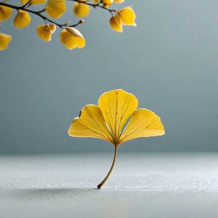 Ginkgo biloba leaves on a gray background with copy spaceの素材