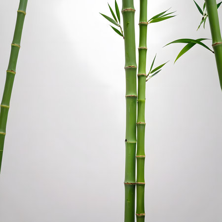 Green bamboo stems isolated on white background, clipping path included in file.の素材