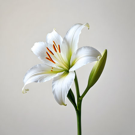 Beautiful white lily flower on a gray background. Studio photography.の素材