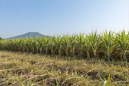 Sugar cane plantation with mountain on background, sugarcane plantationの素材