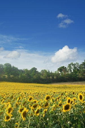 sunflowers fieldの写真素材