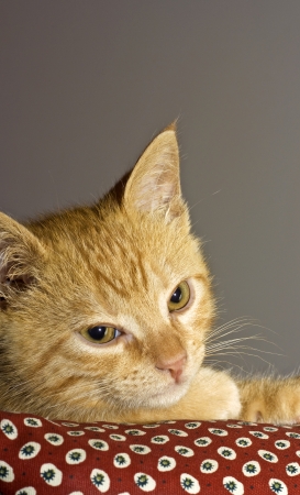 a orange cat - stil lifeの写真素材