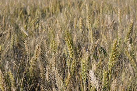 golden wheat field の写真素材