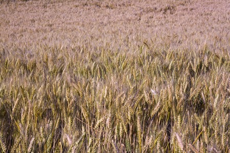 golden wheat field の写真素材