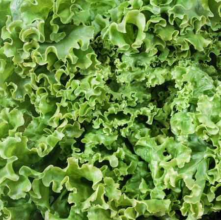 view of salad - texture foodの写真素材