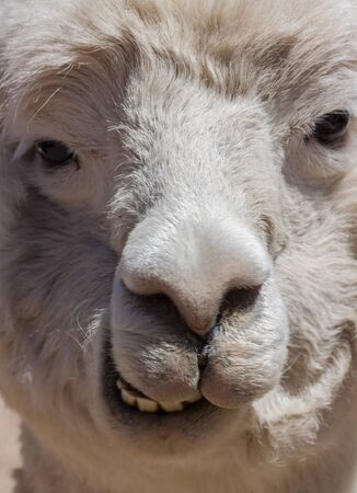 Llama alpaca face neck in PerÃ¹