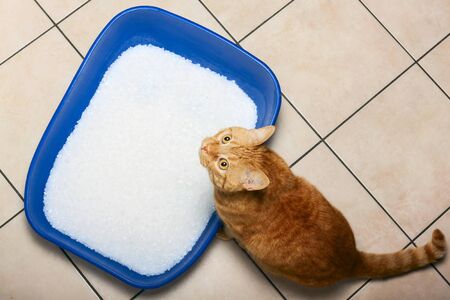 Adorable red cat in litter box indoors. Pet careの写真素材