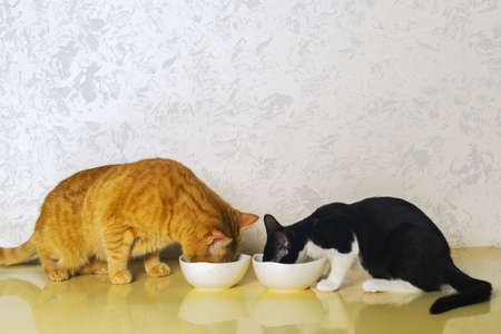 two cat eating dry food in bowls. an orange cat and a black puppy cat