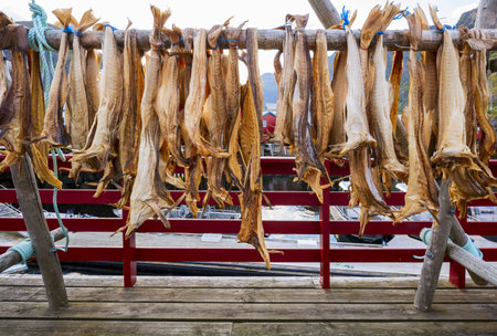 Drying stockfish cod in authentic traditional fishing village with traditional red rorbu houses in summer in Norwegian fjord. Lofoten islands, Norway.の写真素材