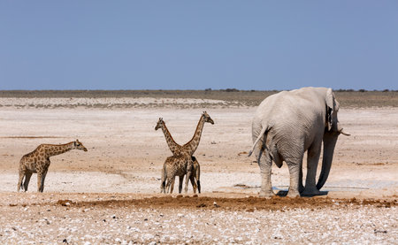 African huge elephants and giraffes in the National Park. African safari. Banner format.の写真素材