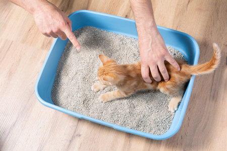 a hand holds a pet kitten or cat, accustoming it to a toilet tray with an absorbent fillerの写真素材