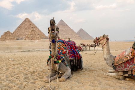 Camel Giza Pyramids. close up of a camel's head at the pyramids near cairo, egypt. A camel peacefully resting with the Giza Pyramids as background.の写真素材
