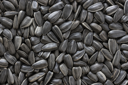 Black sunflower seeds. For texture or backgroundの写真素材