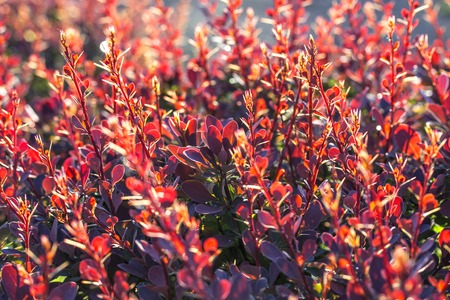 Barberry bush, colorful floral red backgroundの写真素材