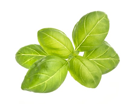 Basil leaves spice closeup isolated on white background, with clipping pathの写真素材