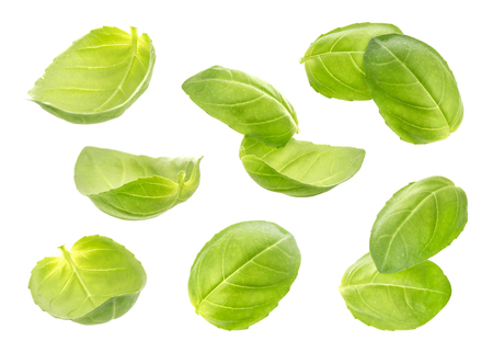 Collection of fresh basil leaves isolated on white backgroundの写真素材
