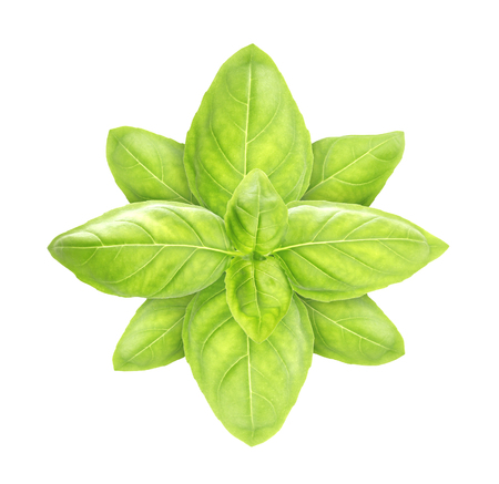 Basil leaves spice closeup isolated on white background, with clipping pathの写真素材