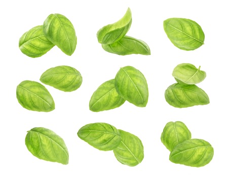Basil leaves spice closeup isolated on white background, with clipping pathの写真素材