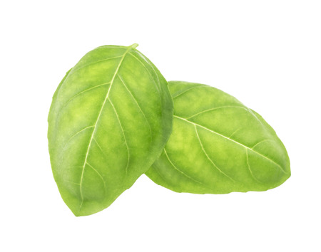 Basil leaves spice closeup isolated on white background, with clipping pathの写真素材