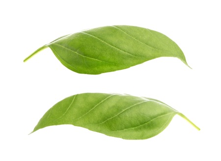 Basil leaves spice closeup isolated on white background, with clipping pathの写真素材