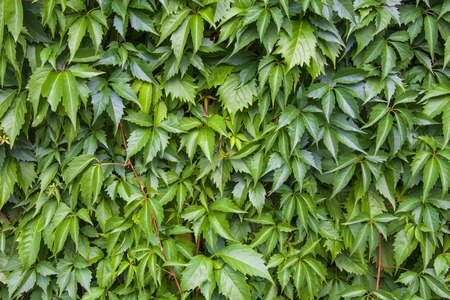 Green ivy leaf texture background or pattern