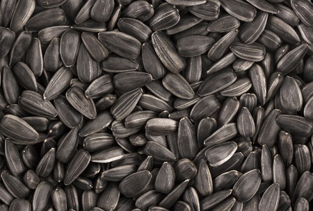 Black sunflower seeds. For texture or backgroundの写真素材