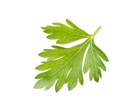 One fresh parsley leaf isolated on white backgroundの写真素材