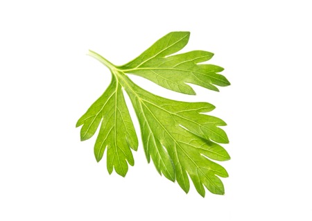 One fresh parsley leaf isolated on white backgroundの写真素材