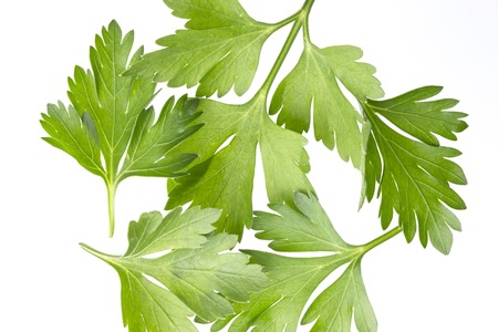 Fresh parsley leaf isolated on white backgroundの写真素材