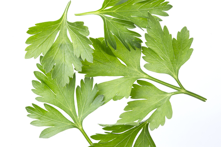 Fresh parsley leaf isolated on white backgroundの写真素材