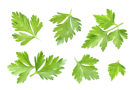 Fresh parsley leaf isolated on white backgroundの写真素材
