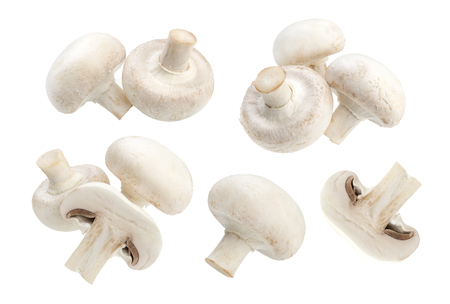Mushroom champignon isolated on white backgroundの写真素材