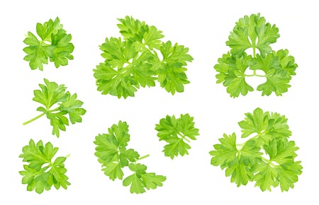 Fresh parsley leaf isolated on white backgroundの写真素材
