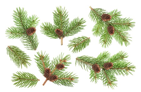 Fir tree branch with cones isolated on white background with clipping pathの写真素材