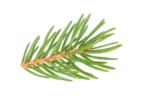 Fir tree branch isolated on white background with clipping pathの写真素材