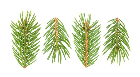 Fir tree branch isolated on white background with clipping pathの写真素材