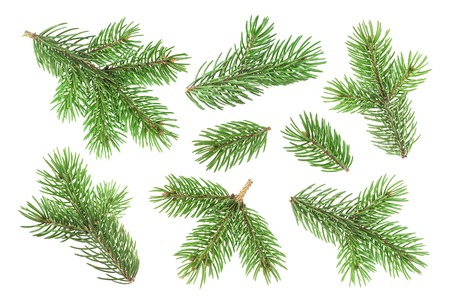 Fir tree branch isolated on white background with clipping pathの写真素材