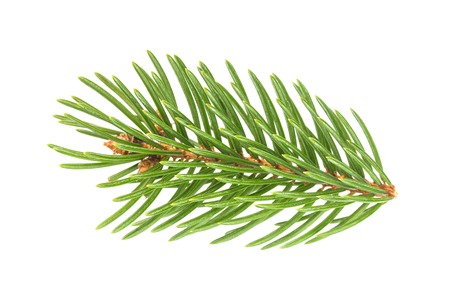 Fir tree branch isolated on white background with clipping pathの写真素材