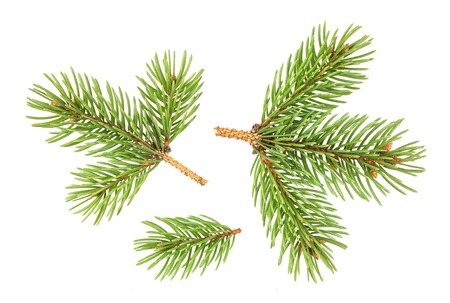 Fir tree branch isolated on white background with clipping pathの写真素材