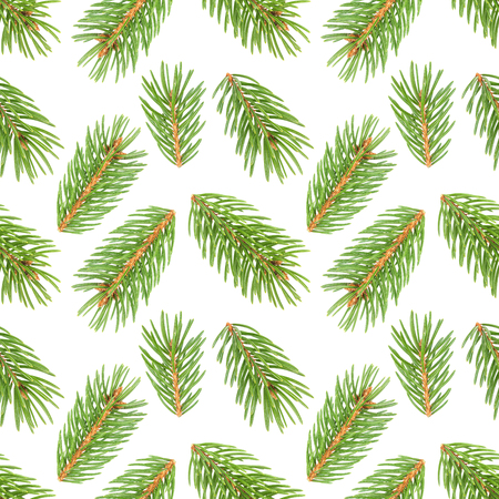 Seamless pattern of fir tree branches isolated on white background, with clipping pathの写真素材