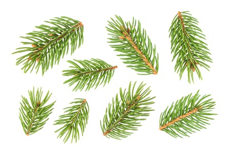 ?lose up of Fir tree branch isolated on white backgroundの写真素材
